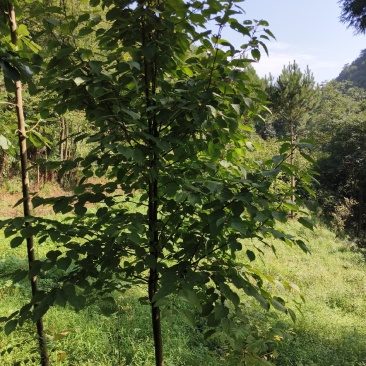 珙桐树，又称鸽子树