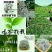 张家界原产地莓茶