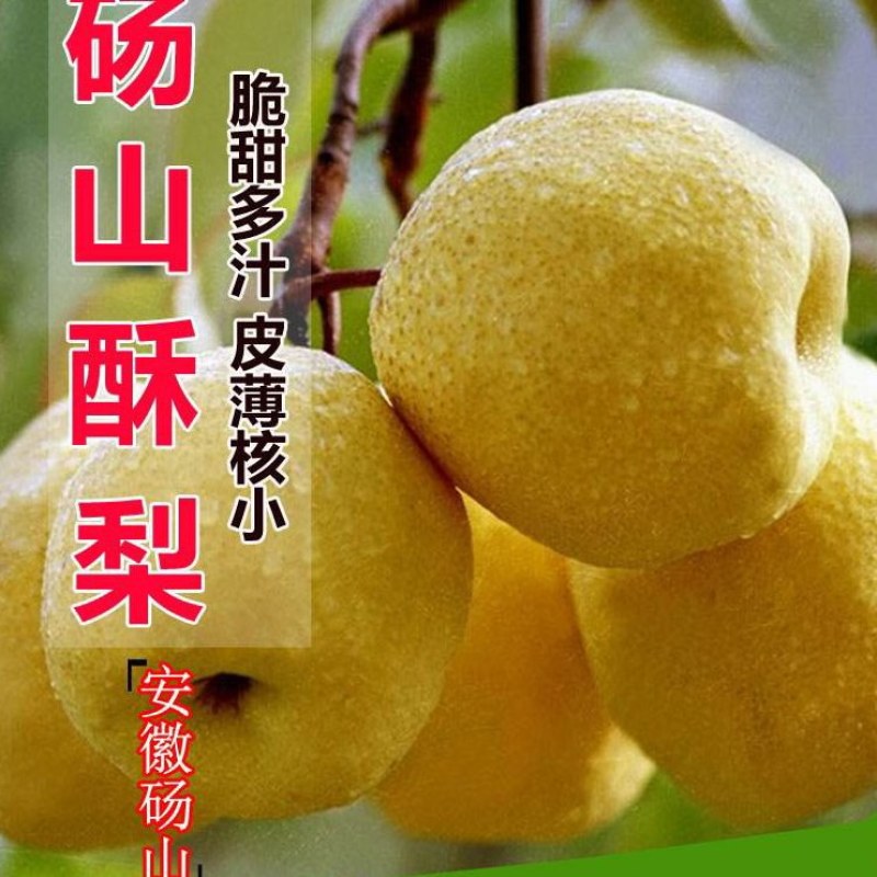 【热销】安徽砀山酥梨，正宗产地直供，脆甜，皮薄汁多