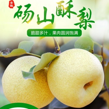 【推荐】安徽砀山酥梨光果，大量上市，果面干净，口感脆甜