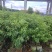 香樟