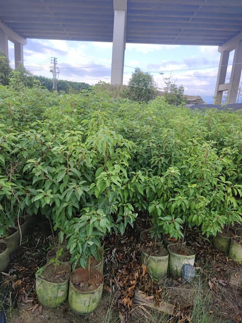 香樟