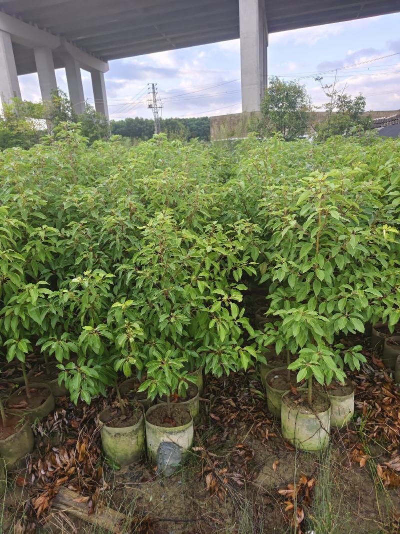 香樟