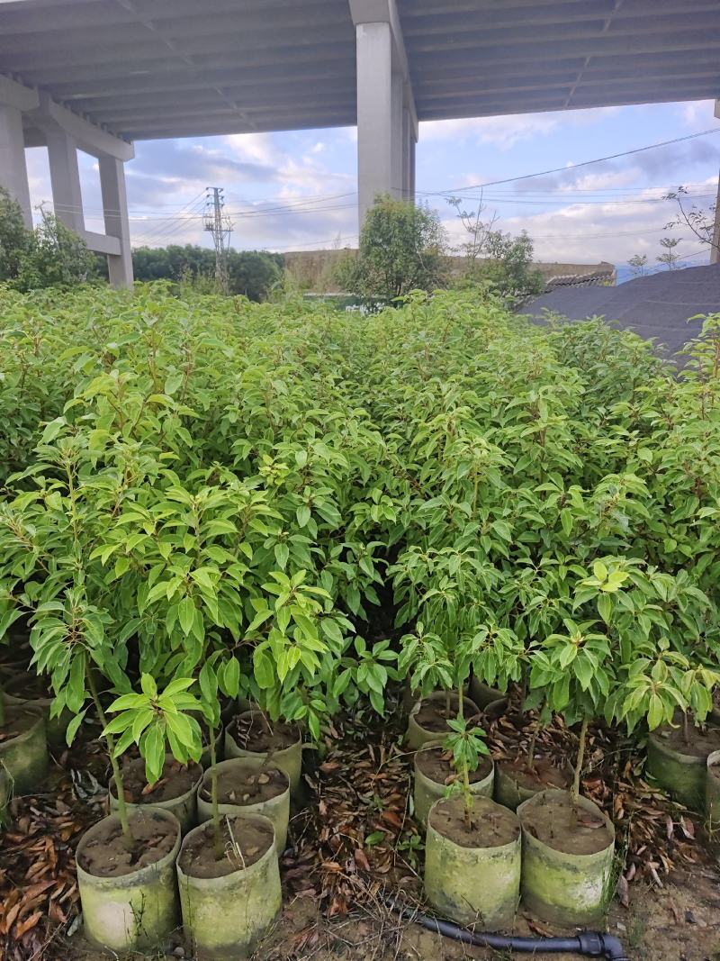 香樟