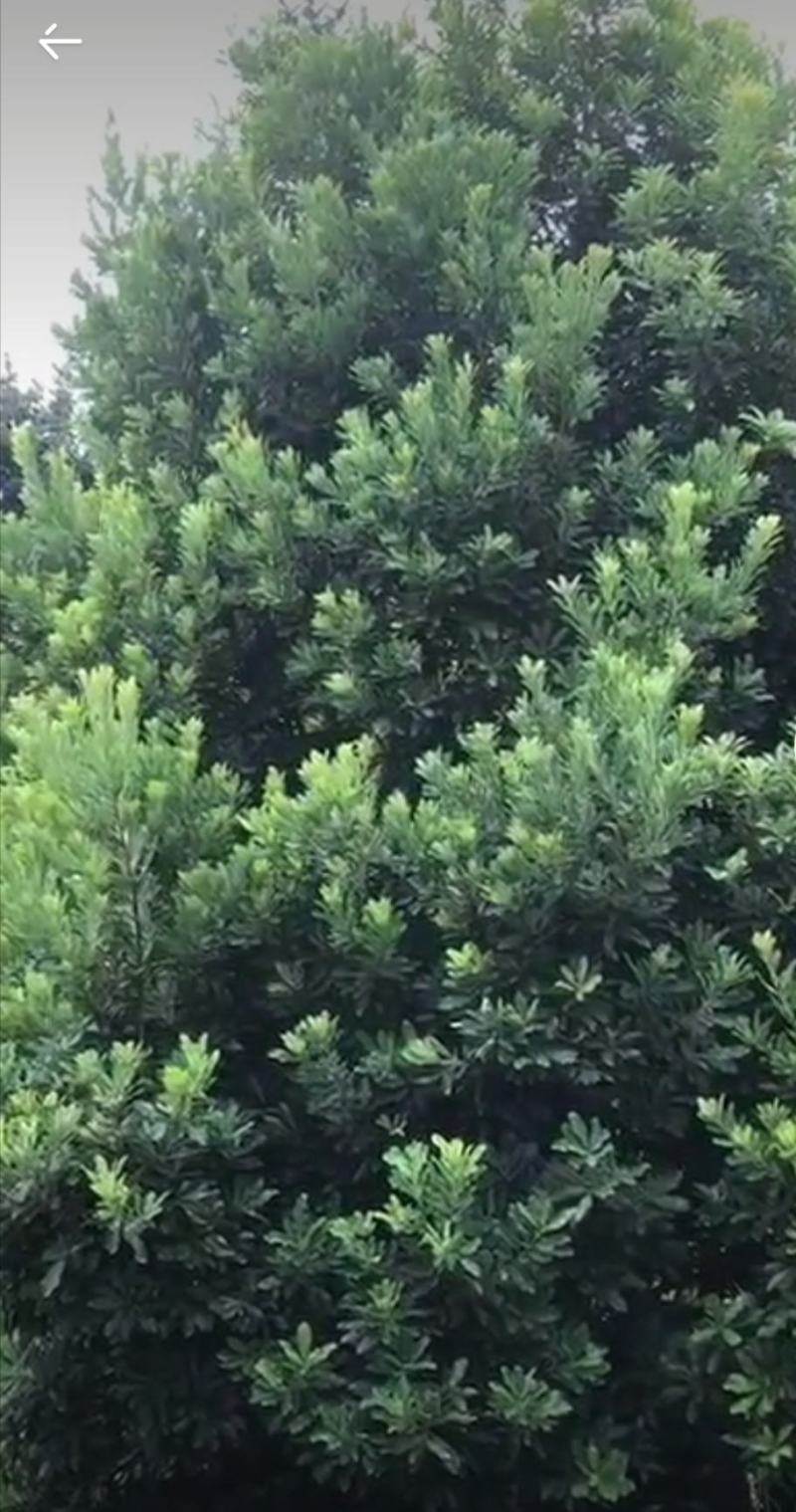 自家种的5-6年杨梅树，高4-4.5米，没有有过任何修剪