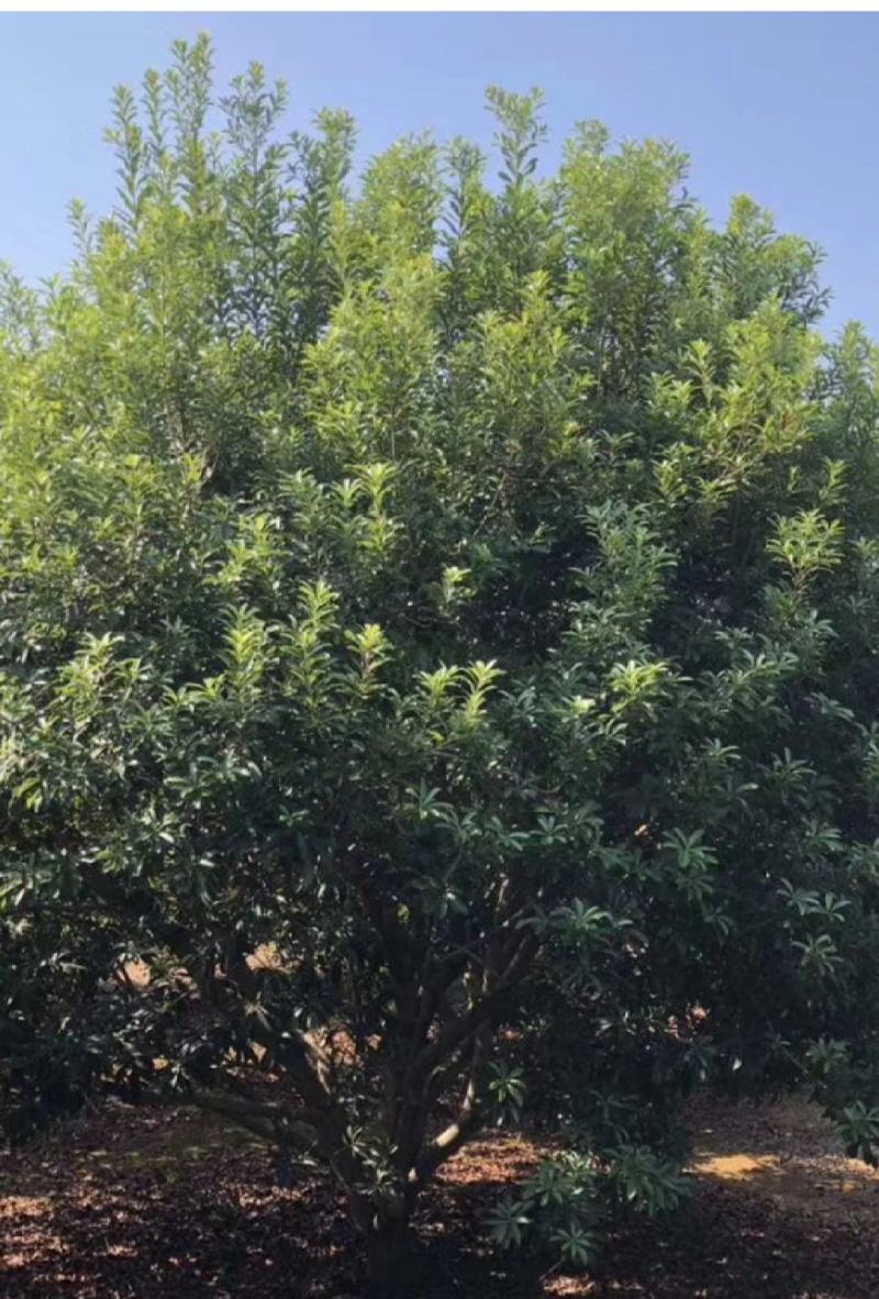 自家种的5-6年杨梅树，高4-4.5米，没有有过任何修剪