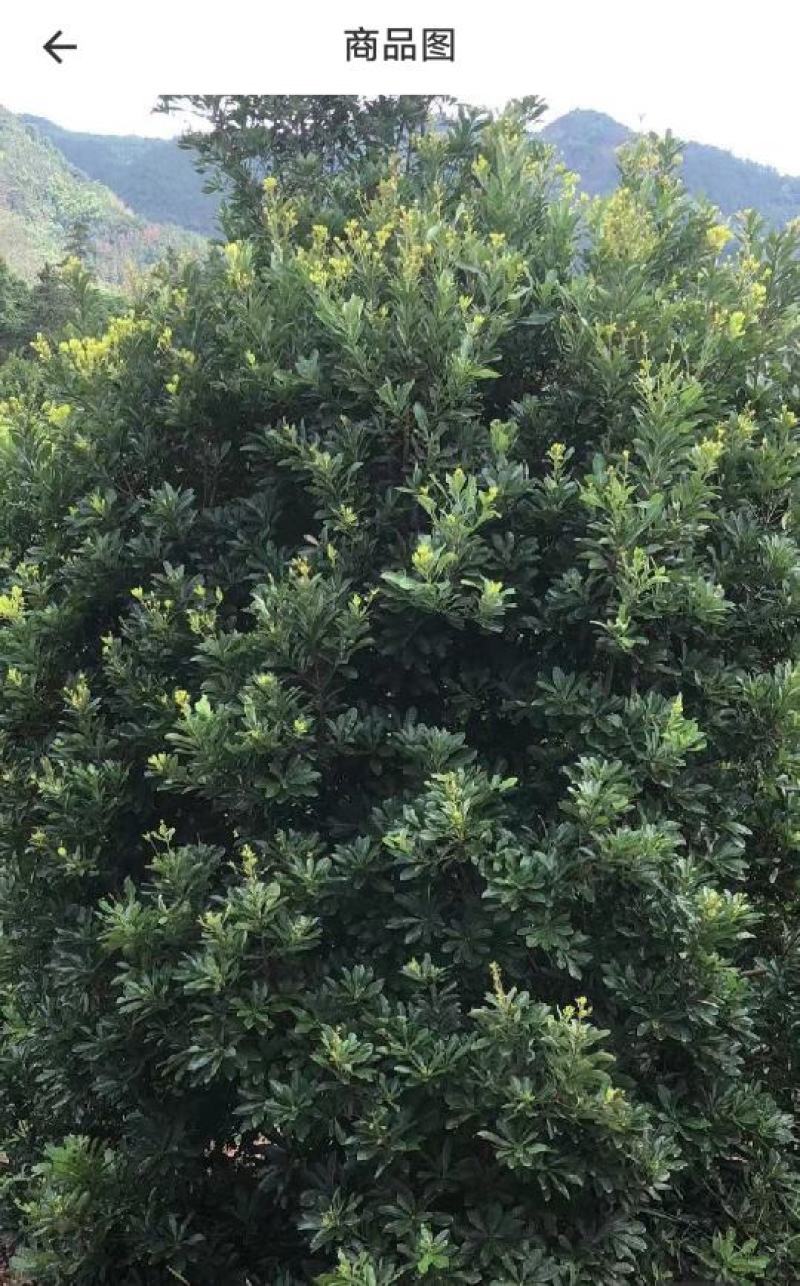 自家种的5-6年杨梅树，高4-4.5米，没有有过任何修剪