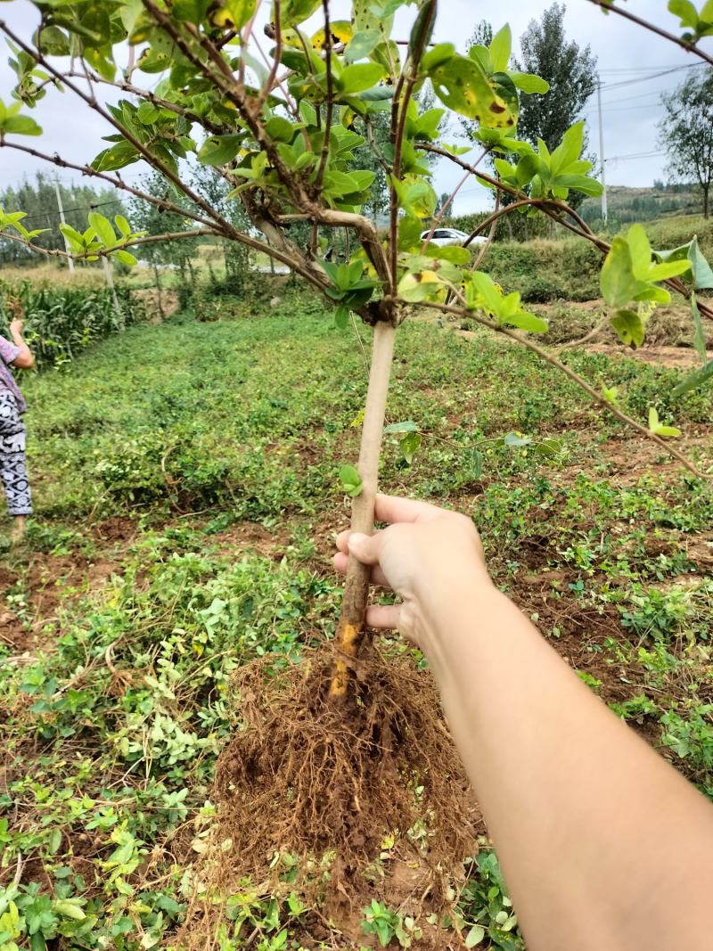 （包邮）四季金银花苗，树型金银花，包成活率。回收金银花。