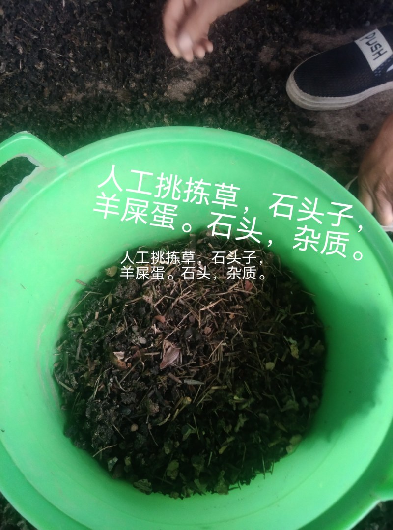 《地皮菜》野生地皮菜/多次过筛收选干净无杂，电商货，泡货