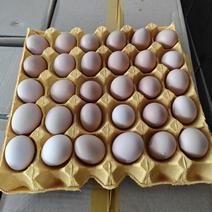 草鸡蛋，土鸡蛋，农家土鸡蛋