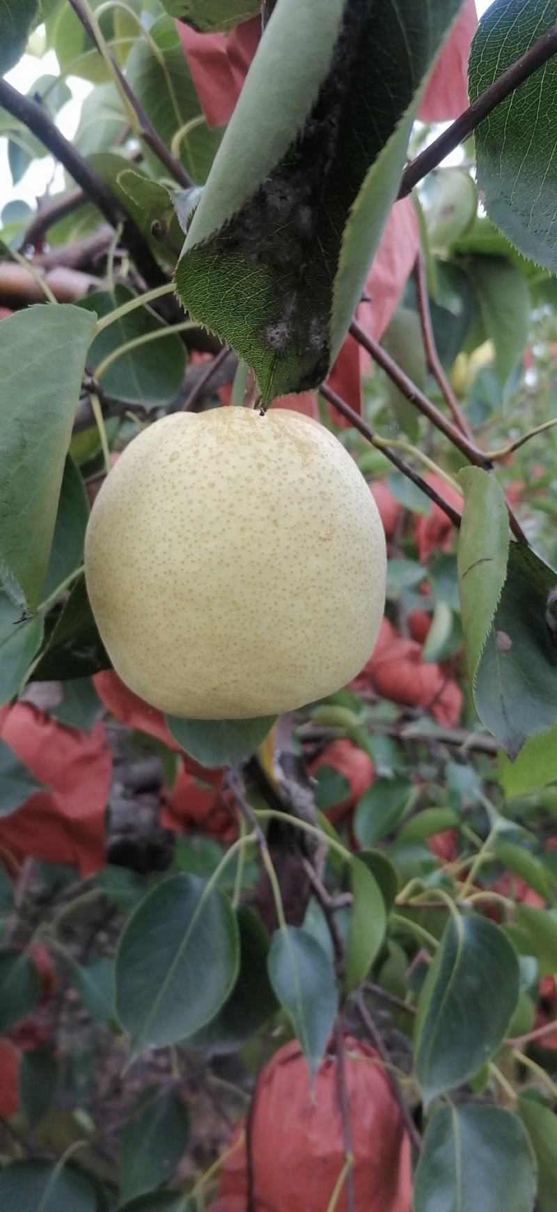 雪花，酥梨大量上市，甜度高，无渣，现摘现装。