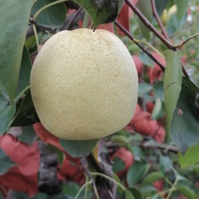 雪花，酥梨大量上市，甜度高，无渣，现摘现装。