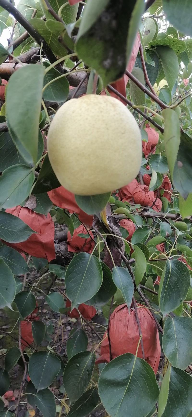 雪花梨，酥梨，皇冠梨，甜度高，无渣，价格实惠
