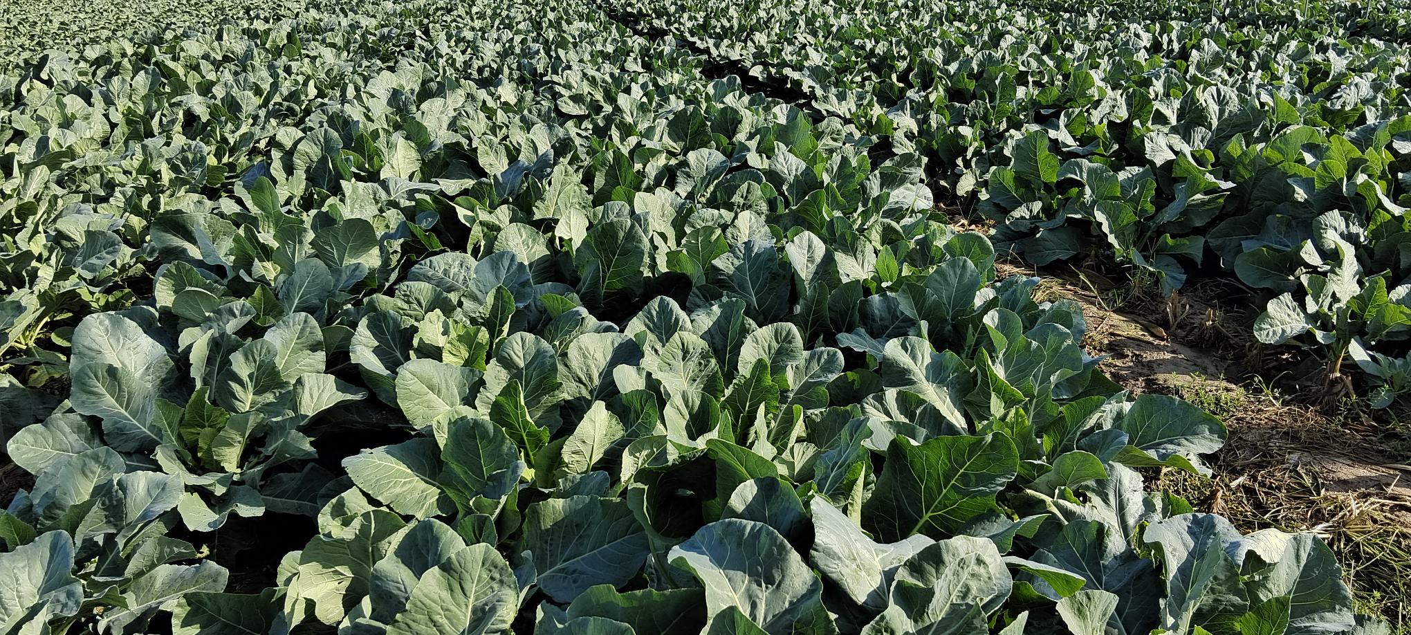 菜花田间管理图