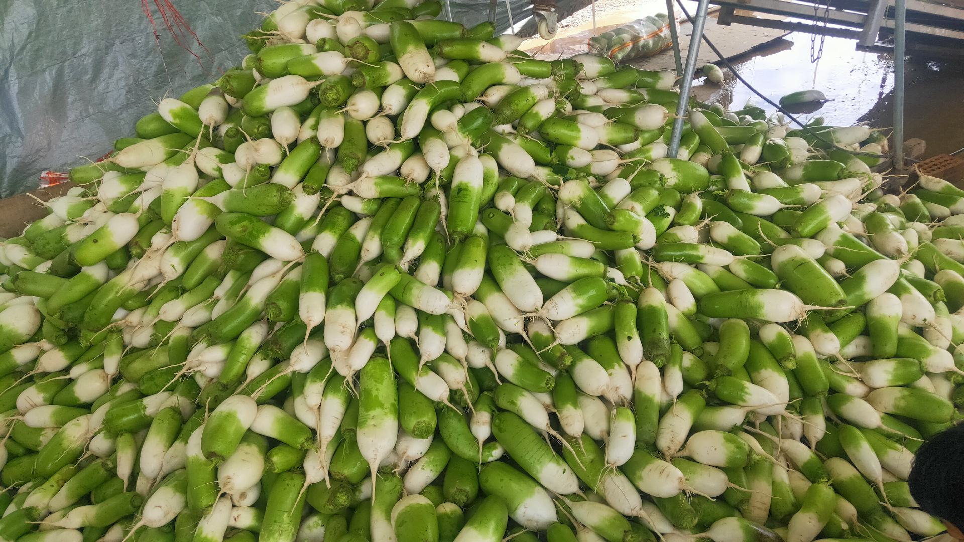 市场摊位上的青萝卜陈列