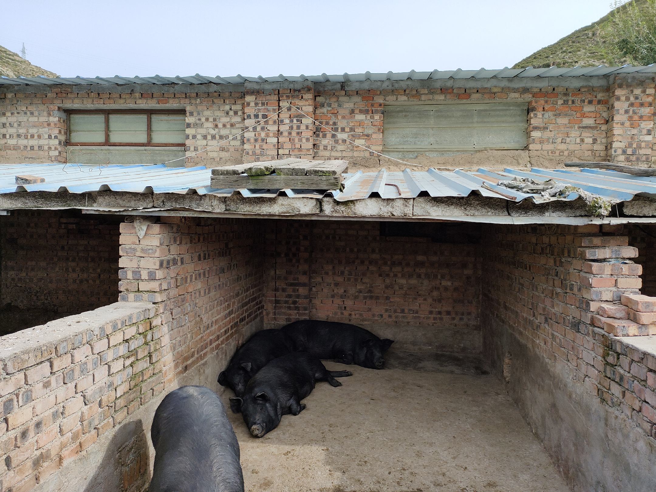四川农村传统养猪场景,一位身穿围裙的农户正在用木桶盛装饲料投喂圈舍内的黑猪,背景可见青瓦农房和山坡树林,展现半放养式生态养殖环境 农户喂养生猪场景