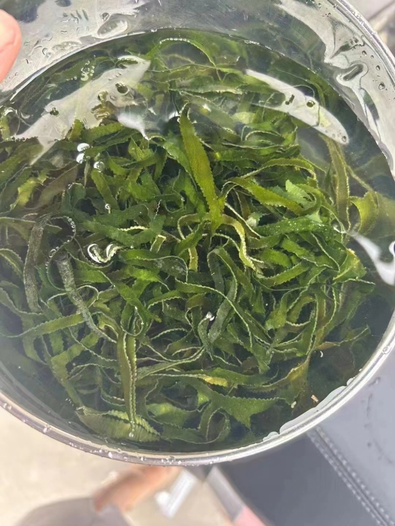 跑量特级海带丝卖相好干度好价格优