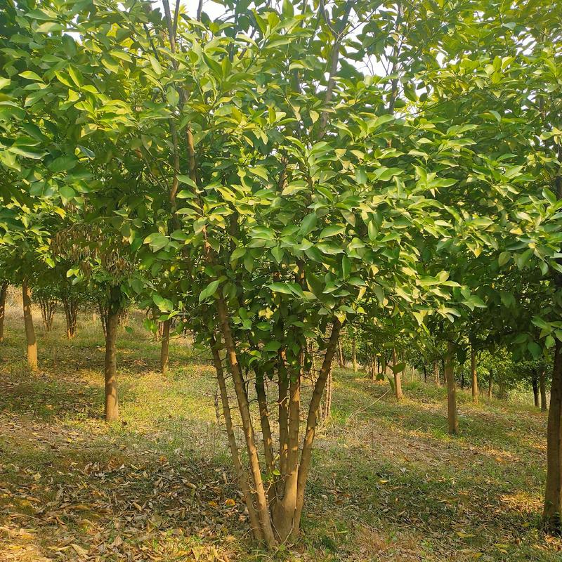 丛生香橼树，丛生香泡，大量供应，支持线上保障交易