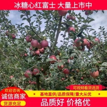 汉源高海拔糖心红富士苹果70mm以上，货源充足口感脆甜