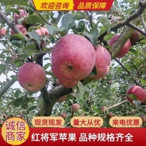 四川精品红将军红富士苹果品质保证诚信经营
