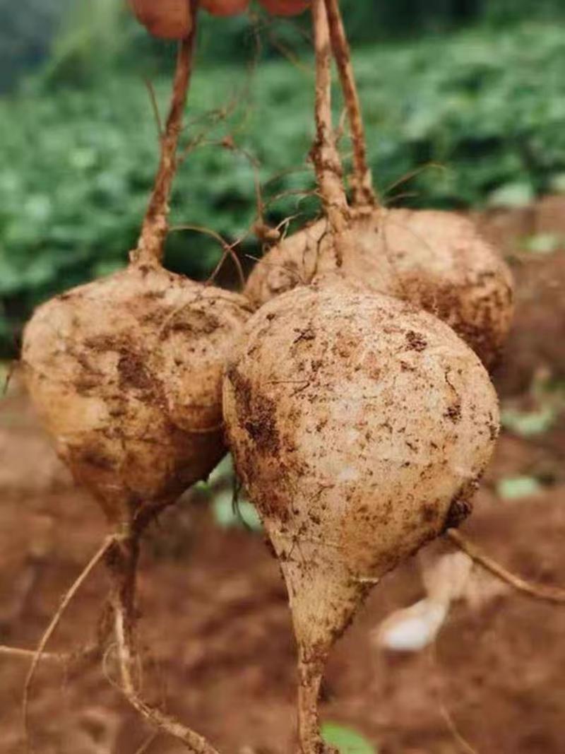 地瓜豆薯产地一手货源现挖现装保质保量欢迎来电订购