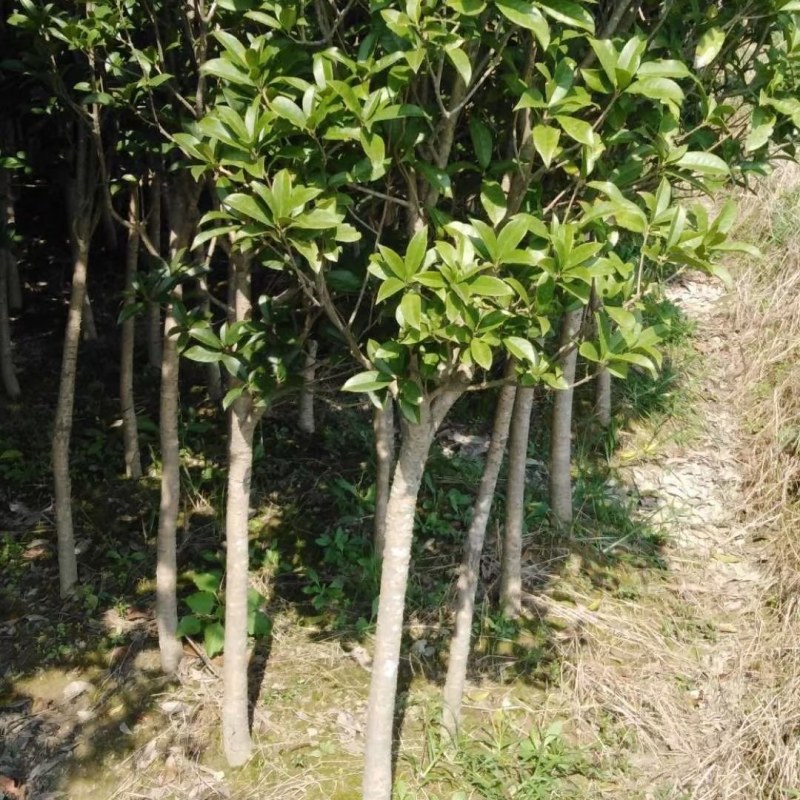 桂花苗