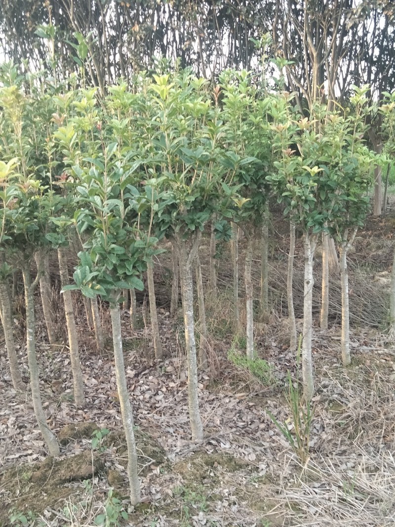 桂花苗