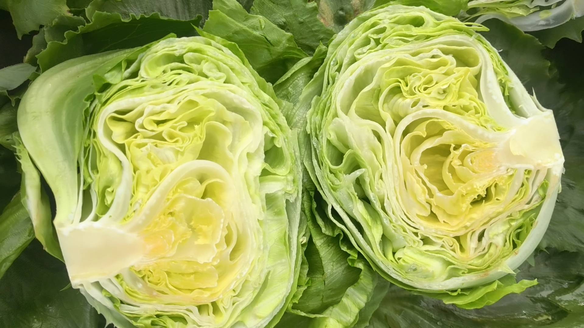 菜心与生菜的口感区别:前者适合炒制,后者适合生食 菜心与生菜口感对比图