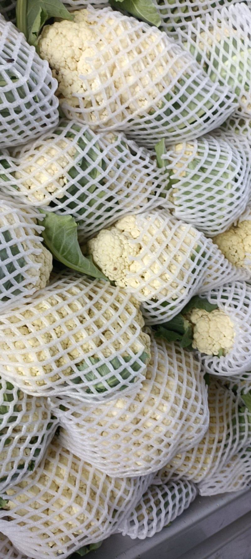 【花菜】河南松花菜大量供应保证品质供应全国市场电商