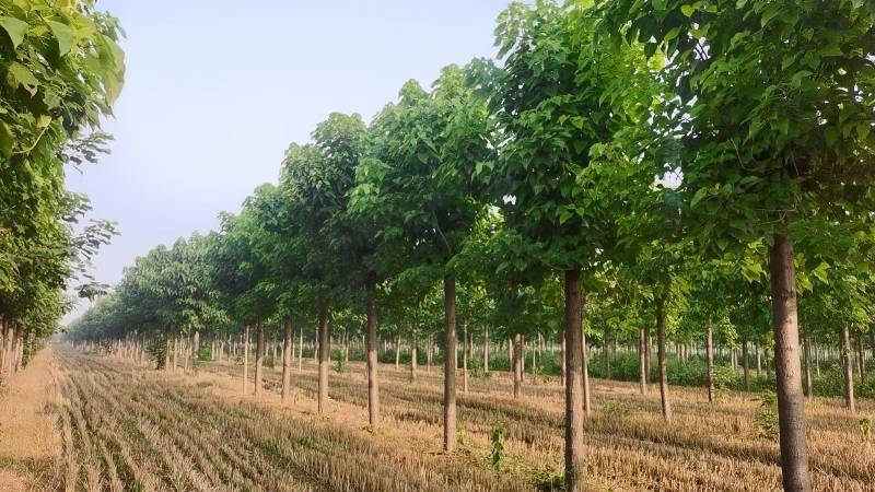 河南太康优质楸树苗圃基地量大从优品质保证欢迎咨询