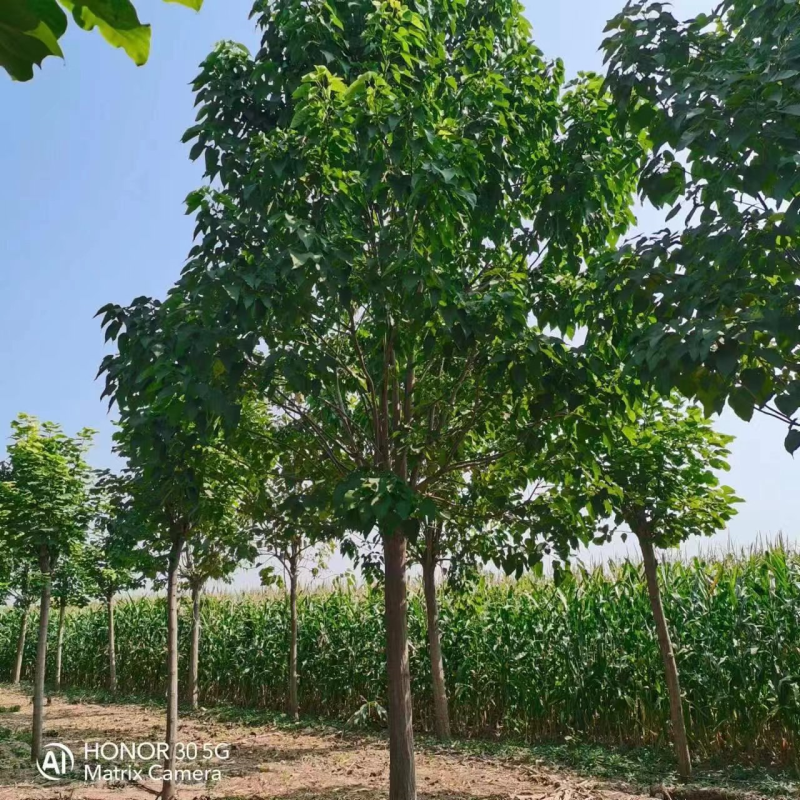 河南太康优质楸树苗圃基地量大从优品质保证欢迎咨询