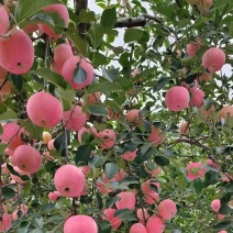 红星苹果产地大量上市