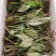 包邮/见血清广西大苗山见血清/新鲜全草