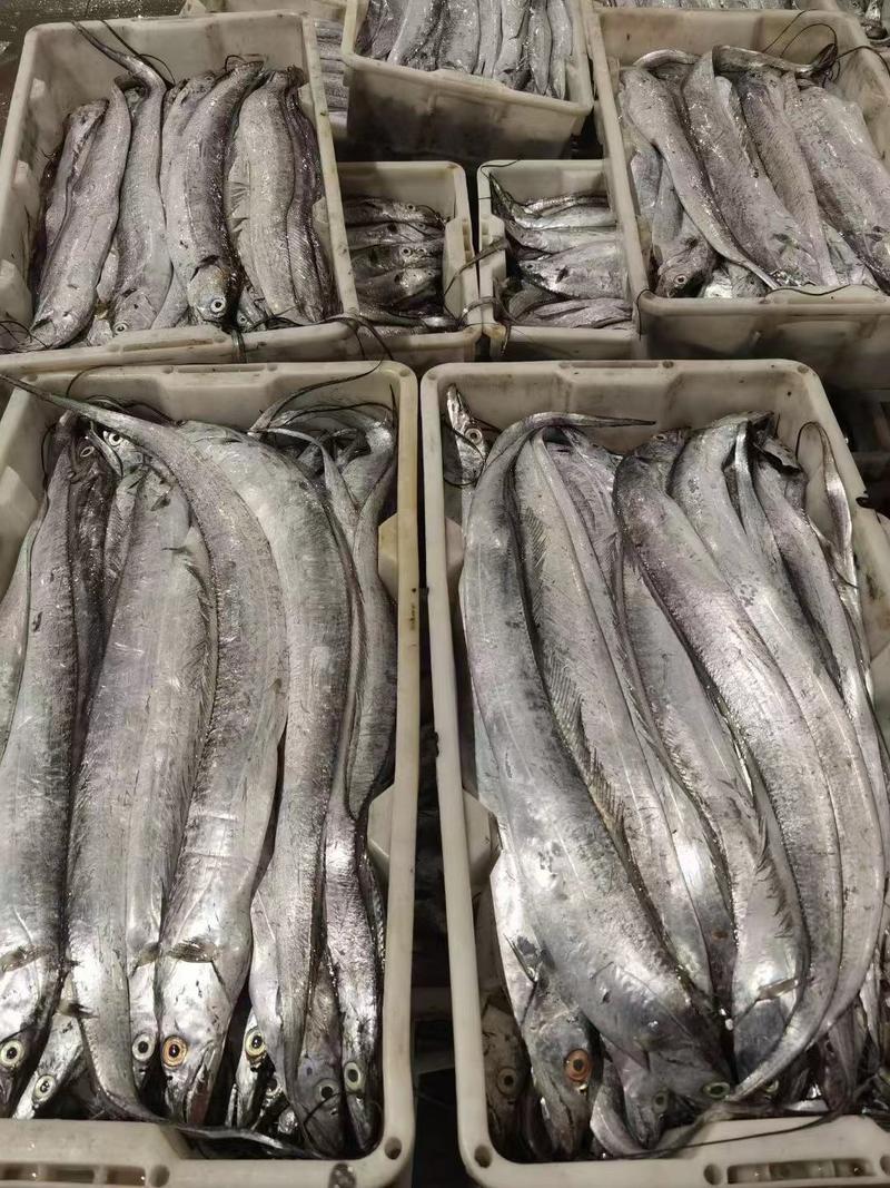 浙江宁波带鱼鱼厂家直发产地直发新鲜发货