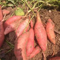 皖北红薯，自家种植