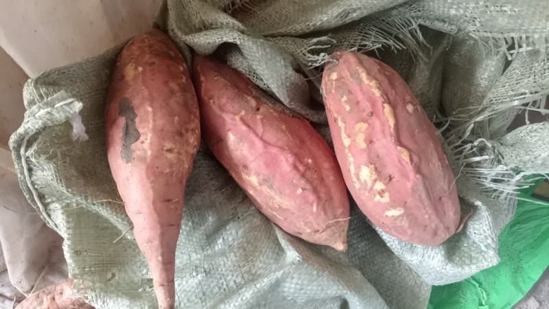 皖北红薯，自家种植