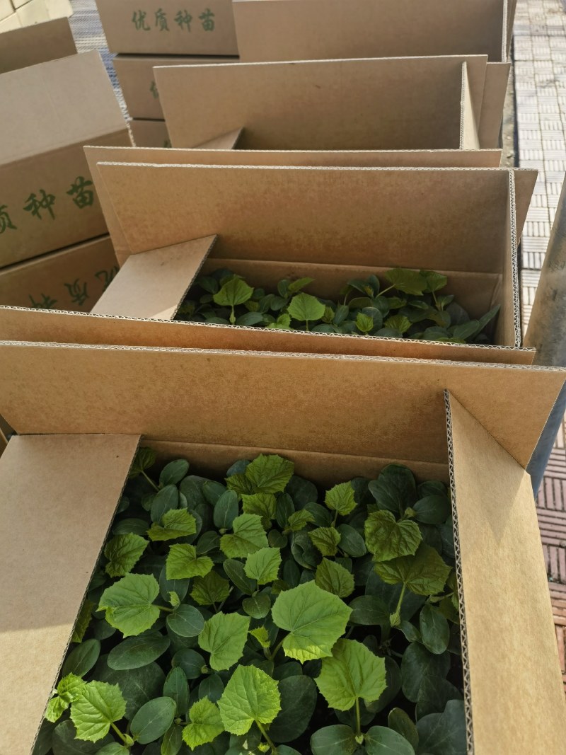 强雌黄瓜苗黄瓜嫁接苗德瑞特891高抗寒秋冬茬