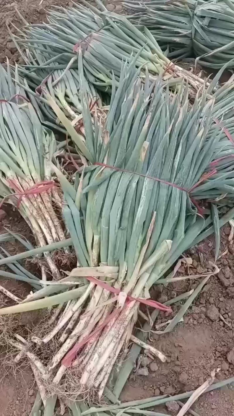 大葱