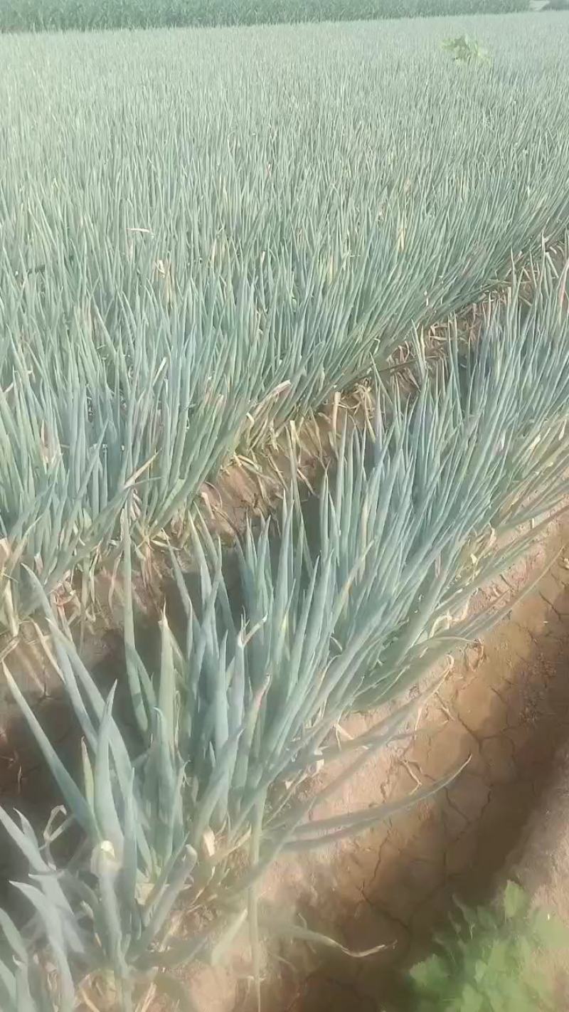 大葱