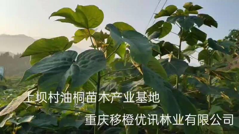 油桐苗杯苗千亩油桐树苗批发基地手续齐全欢迎采购