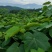 油桐苗杯苗千亩油桐树苗批发基地手续齐全欢迎采购