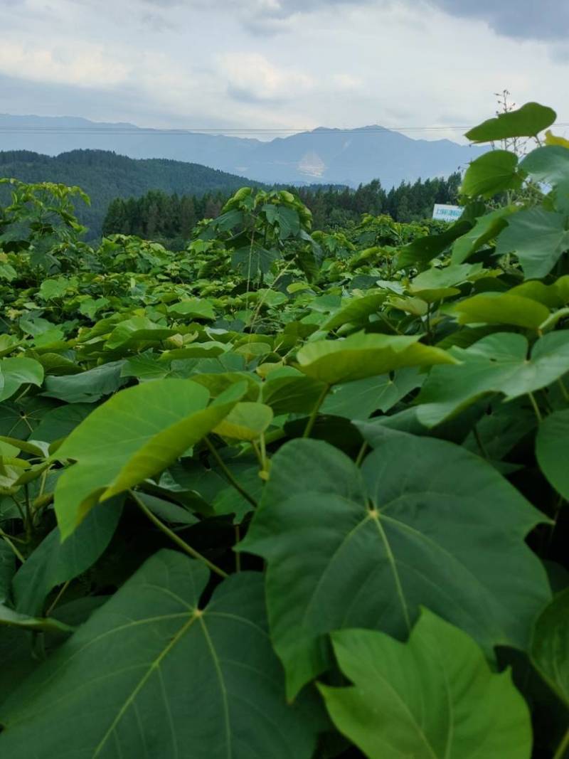 油桐苗杯苗千亩油桐树苗批发基地手续齐全欢迎采购
