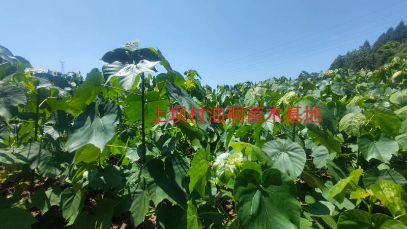 油桐苗杯苗千亩油桐树苗批发基地手续齐全欢迎采购