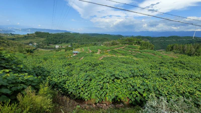 油桐苗杯苗千亩油桐树苗批发基地手续齐全欢迎采购