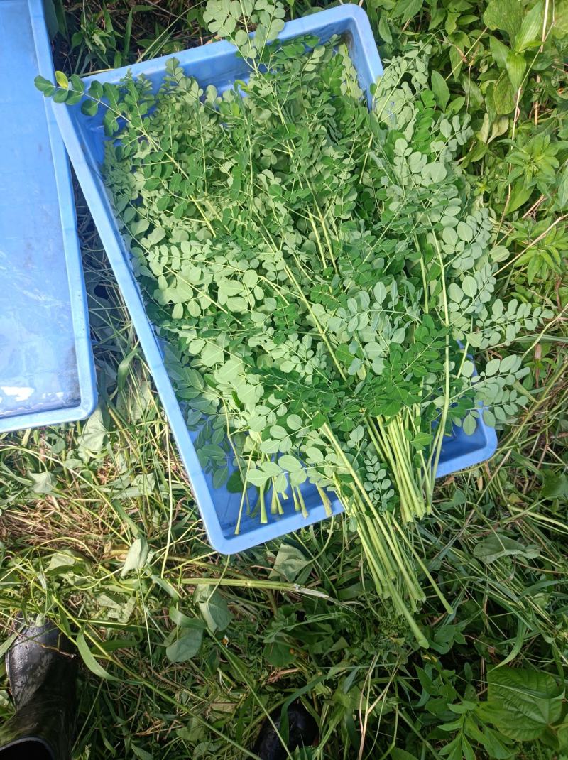 辣木叶，茎，根