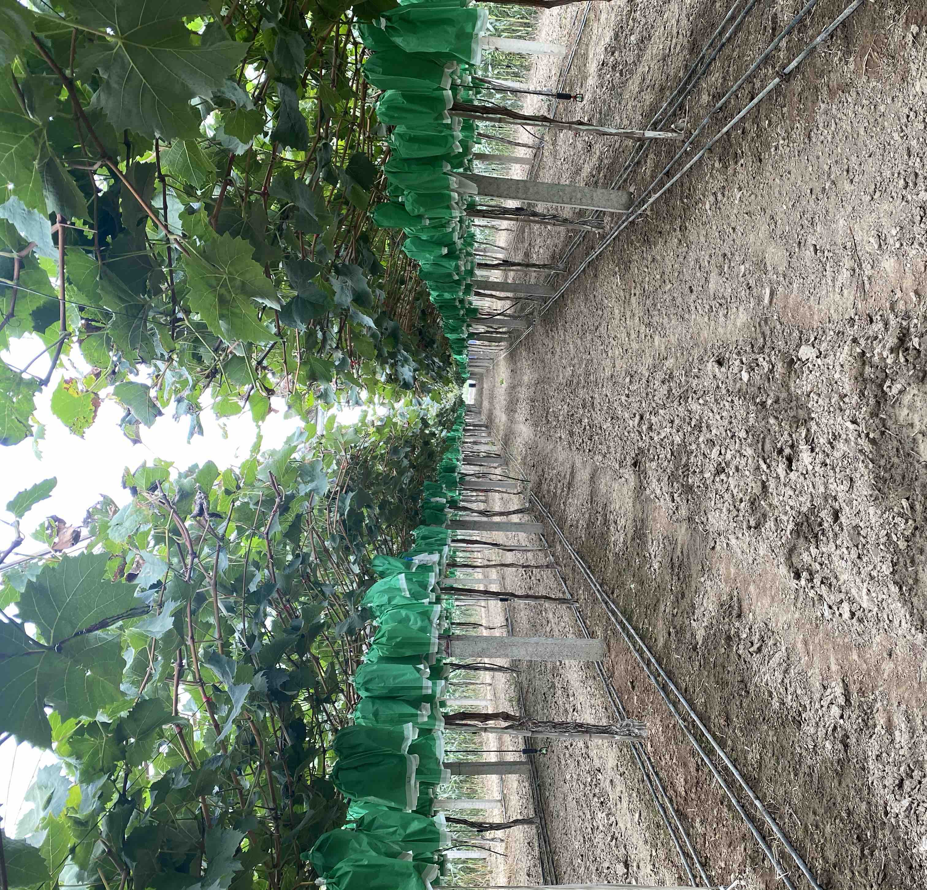 阳光玫瑰一级果园种植场景,展示整齐排列的葡萄藤和果穗 阳光玫瑰一级果园种植场景