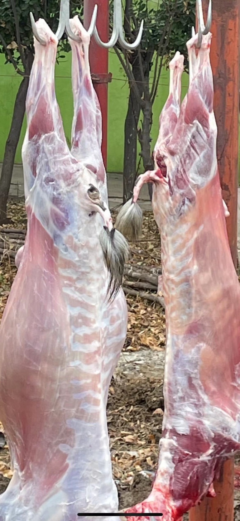 新鲜羊肉青山羊整只品质好宰杀好的欢迎订购