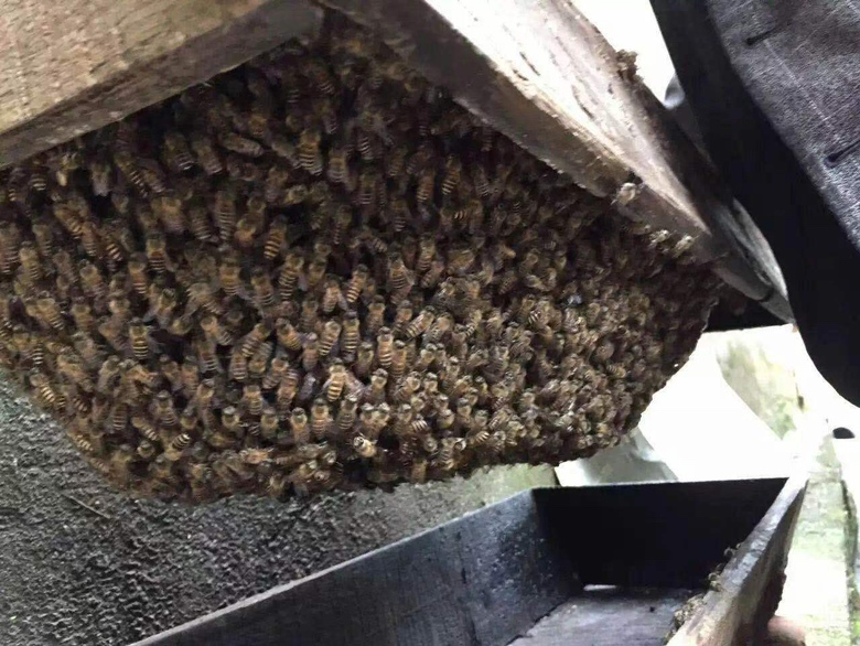 蜜蜂食用性科普图