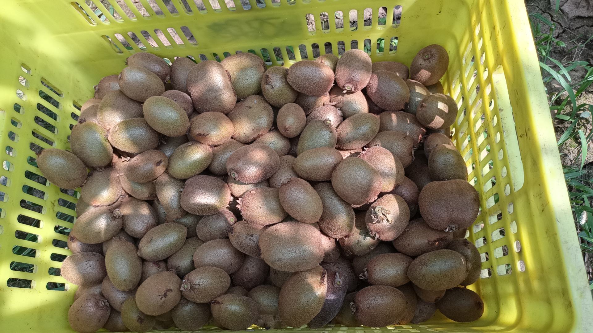 新鲜采摘的江山徐香猕猴桃