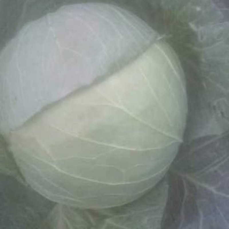 圆包菜